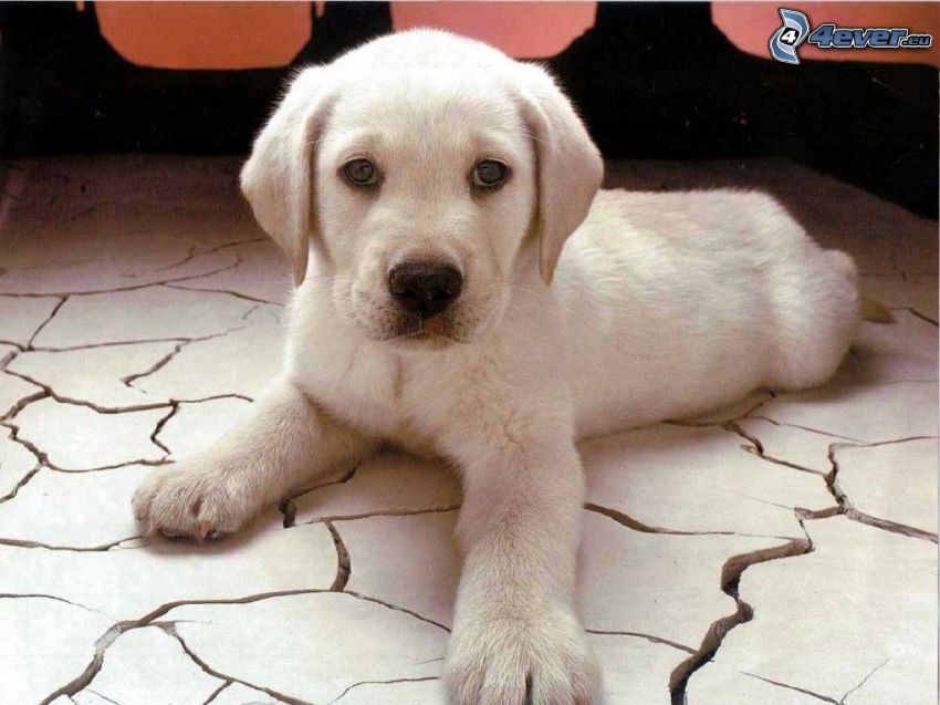 šteniatko Labrador, podlaha, biele šteniatko