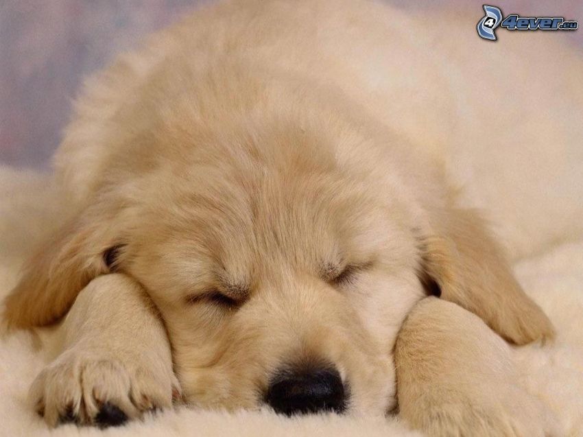šteniatko Labrador, spiace šteniatko, deka, oddych