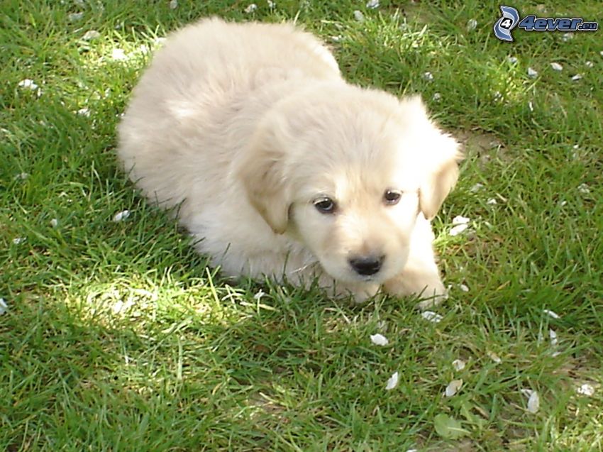 šteniatko na tráve, biele šteniatko