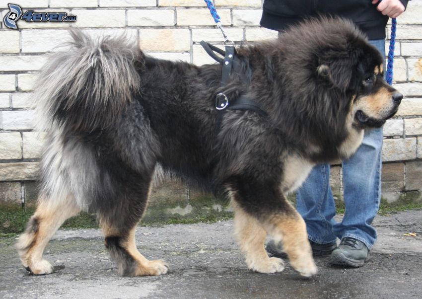 Tibetský mastif