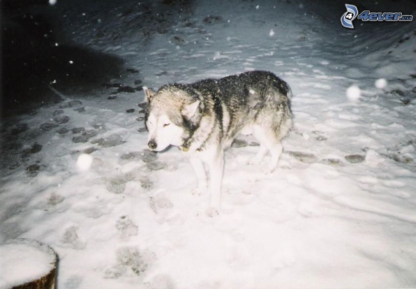 vlk v zime