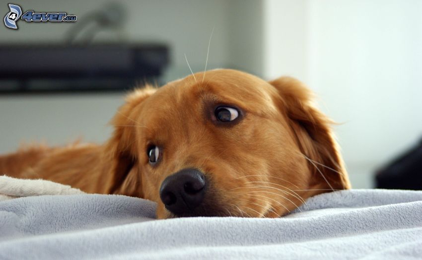 zlatý retríver, smutný pes, psí pohľad