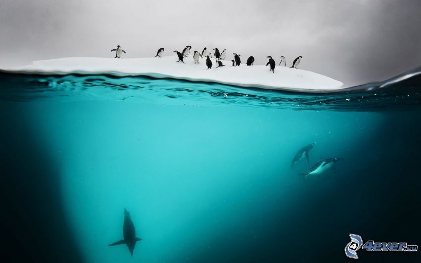 tučniaky v mori