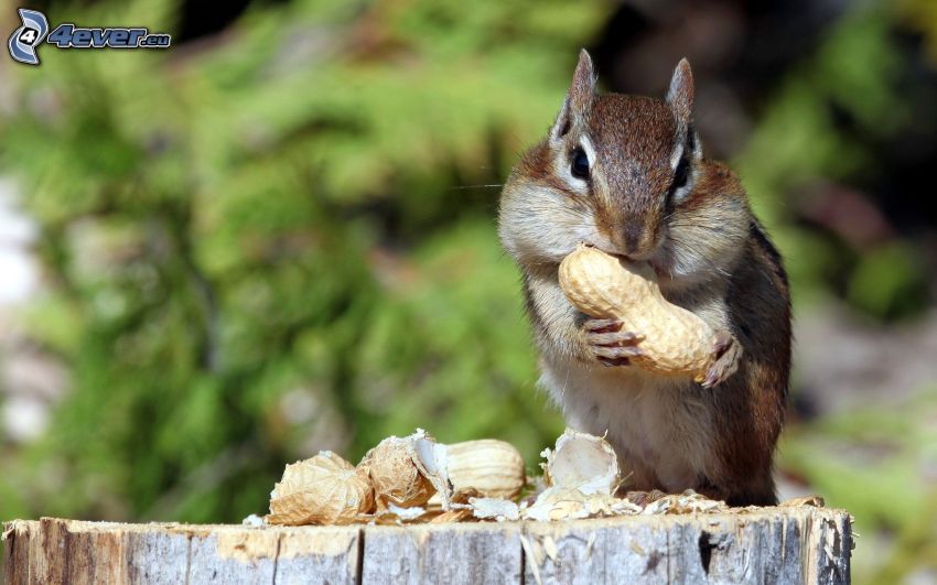 veverička, arašidy