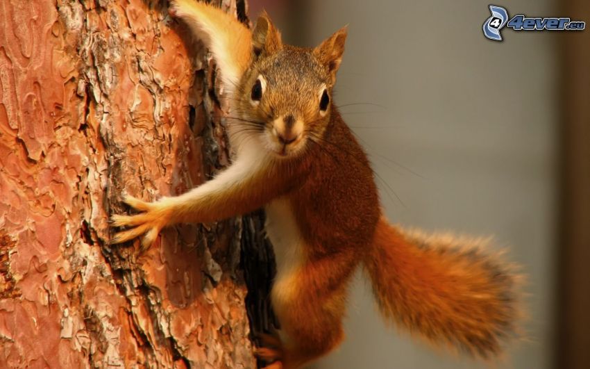 veverička na strome, kôra stromu