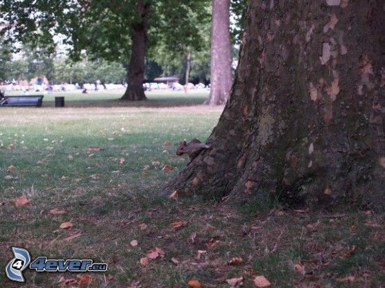 veverička na strome, park