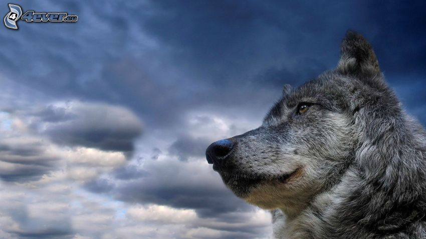 vlk, obloha