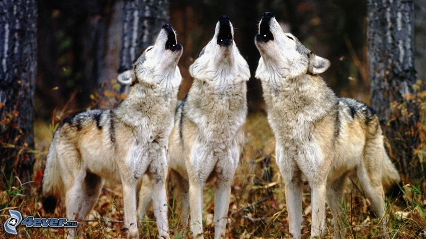 vlky, zavýjanie