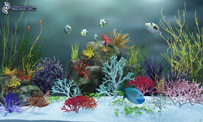 akvárium, rybky, koraly, rastliny