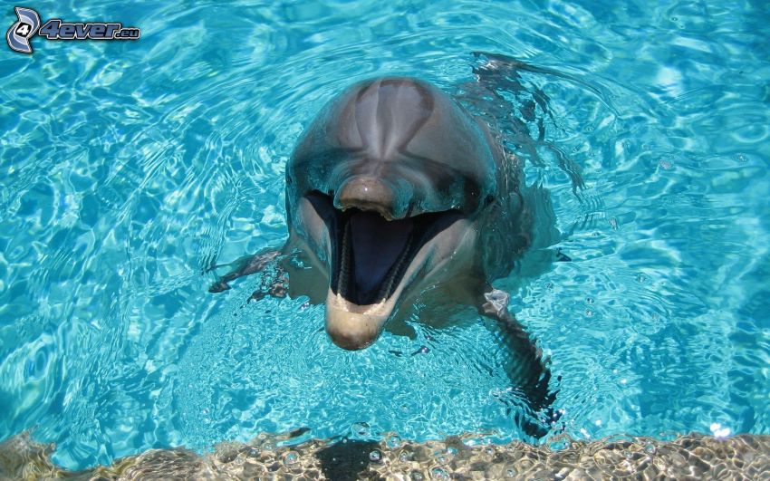 delfín, modrá voda
