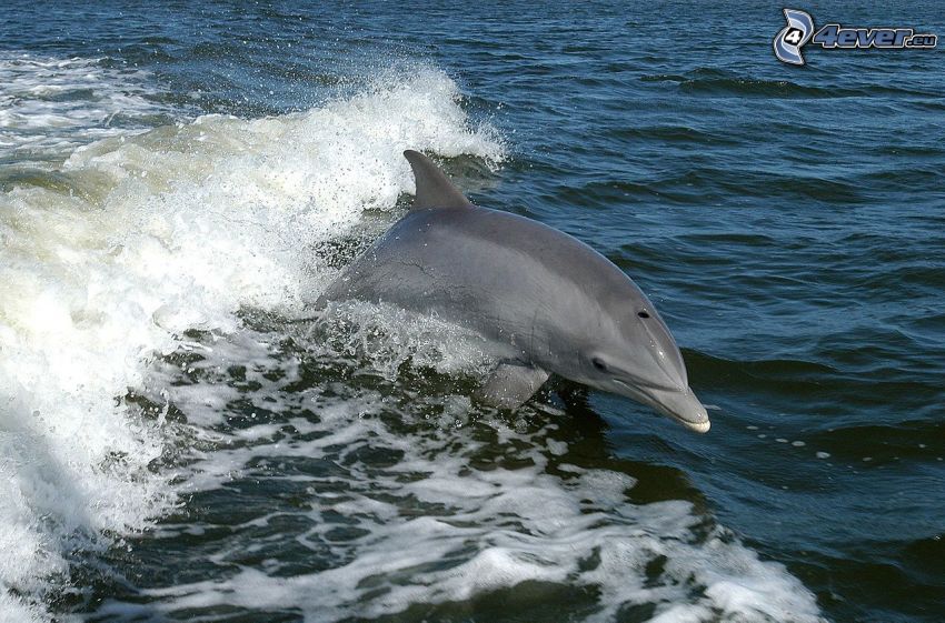 delfín, vlna