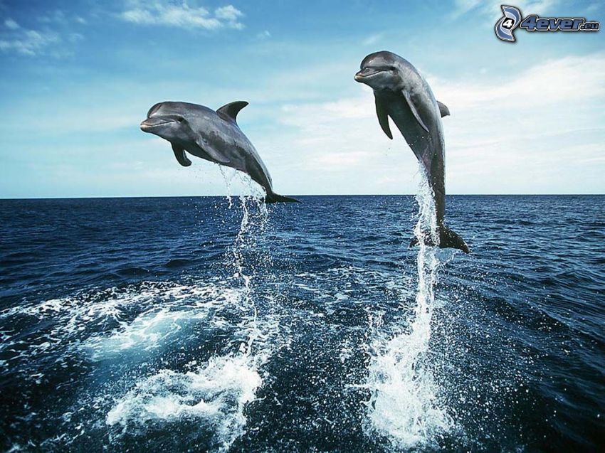 delfíny, more, skok