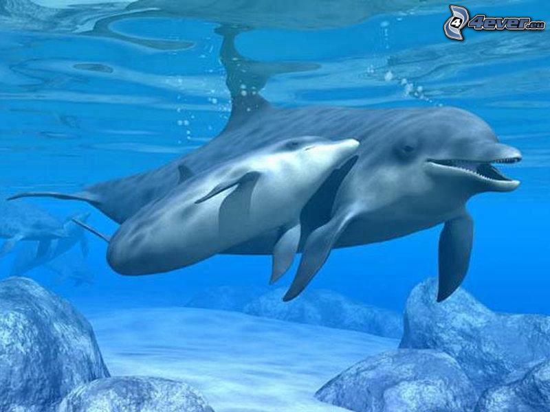 delfíny, more