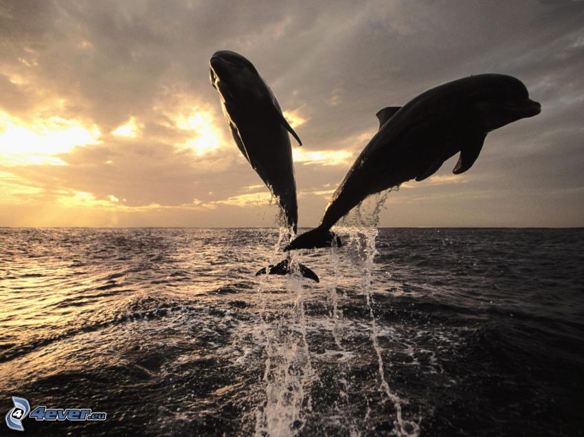 delfíny, more
