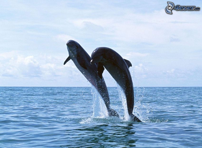 delfíny, výskok, voda
