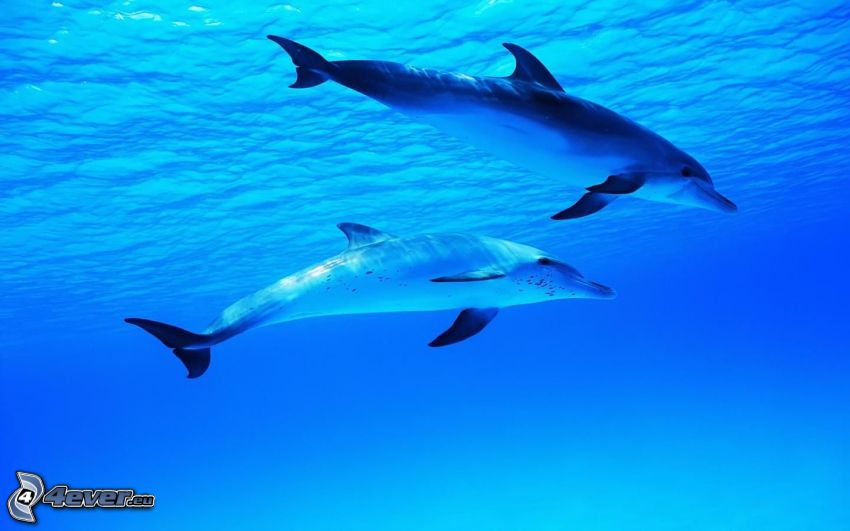 delfíny