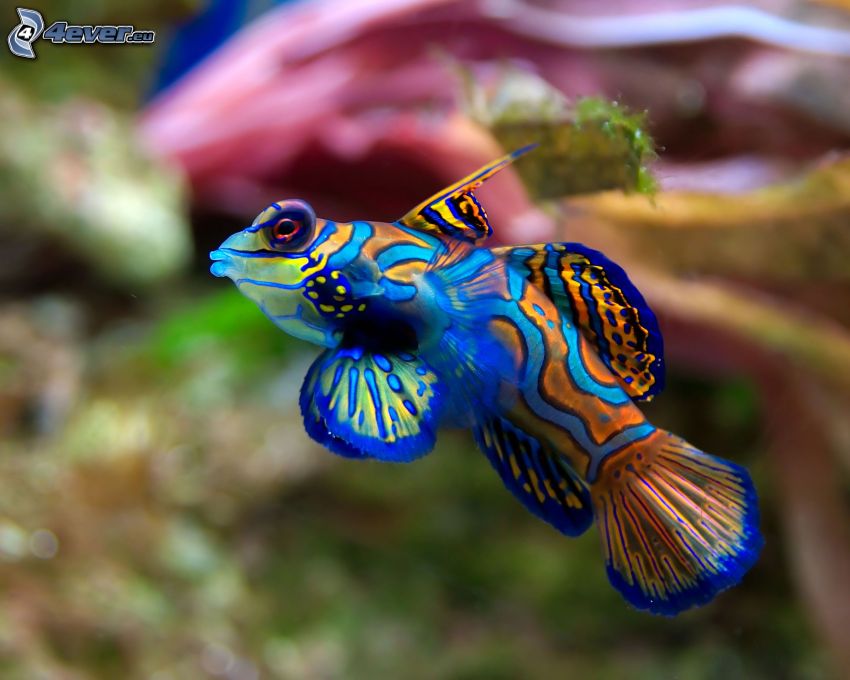 koralová ryba
