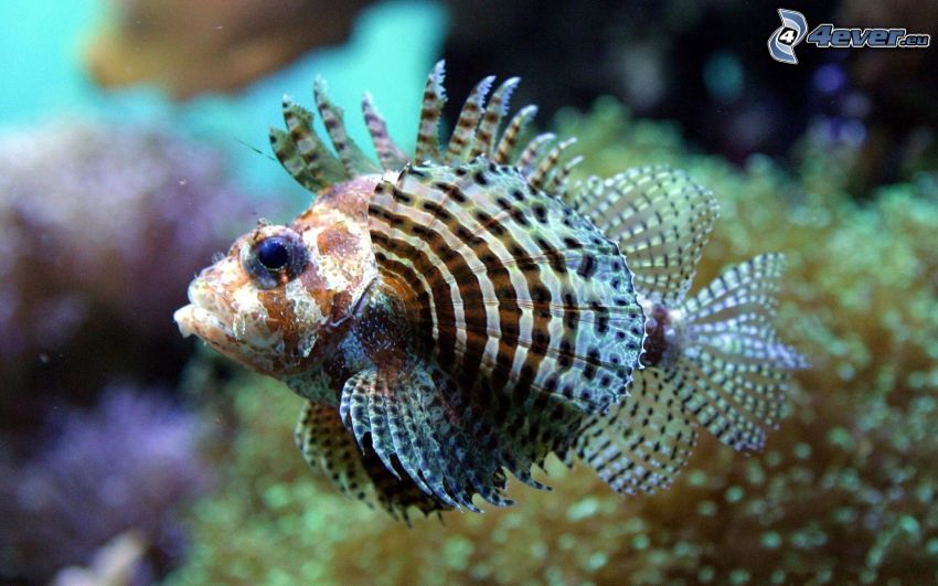 koralová ryba