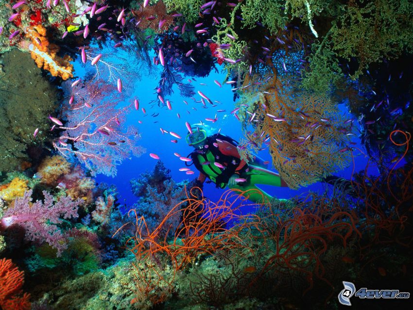 koralové more, potápač