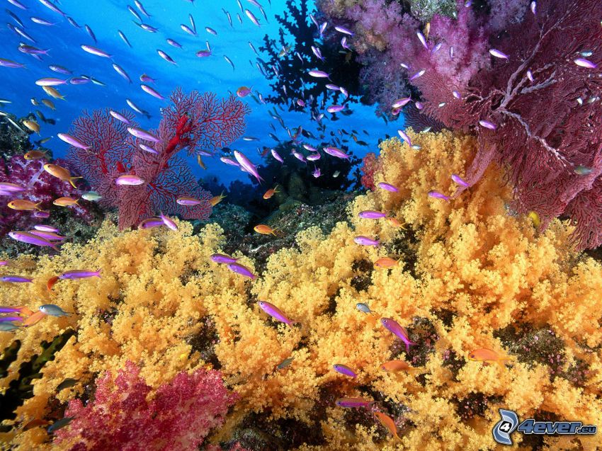 koralové more, rybky