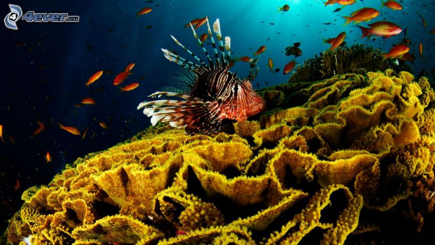 koralové rybky, morské dno
