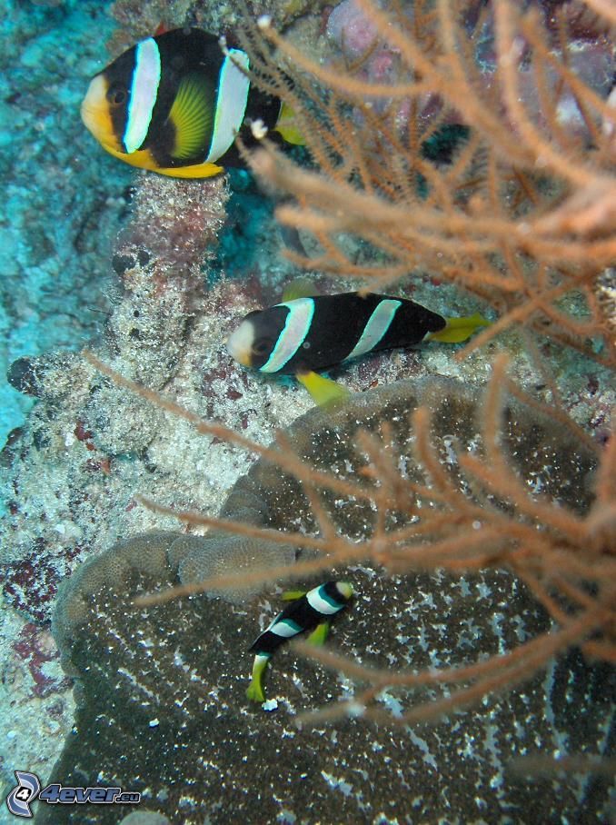 koralové rybky