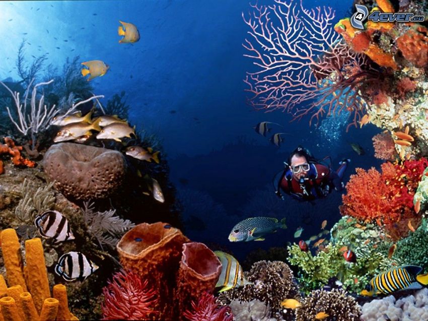 koralový útes, potápač, more