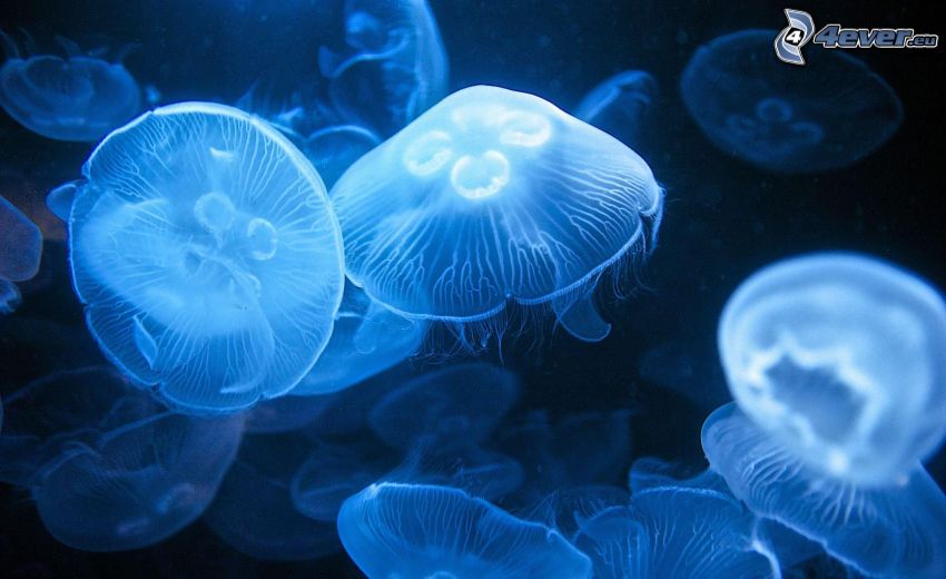 medúzy, neón