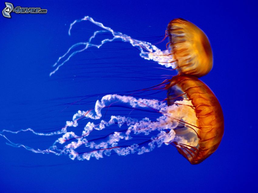 medúzy