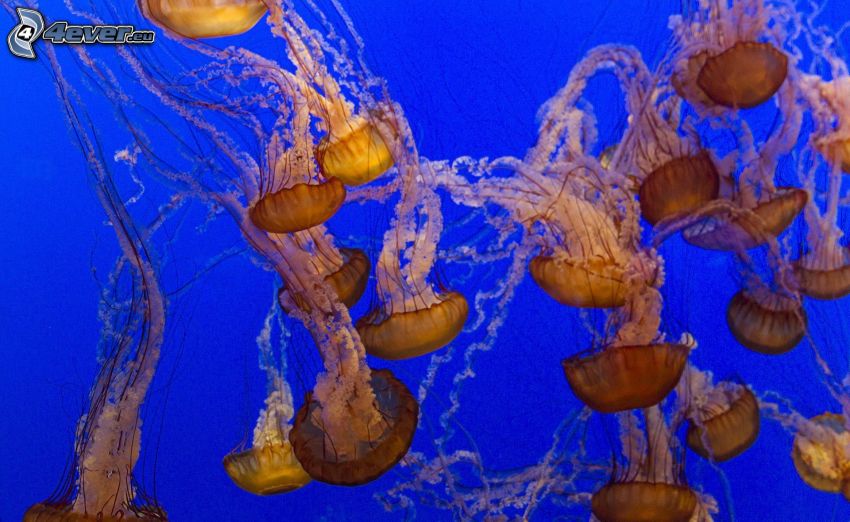 medúzy