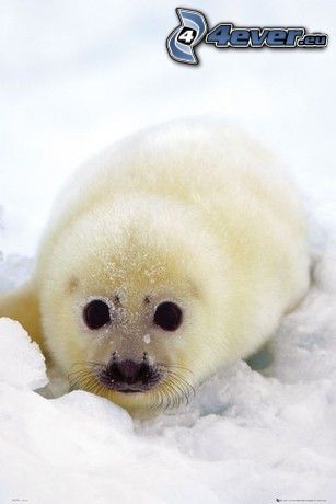 mláďa tuleňa