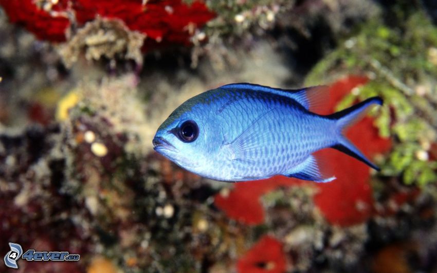 modrá ryba, koralová ryba