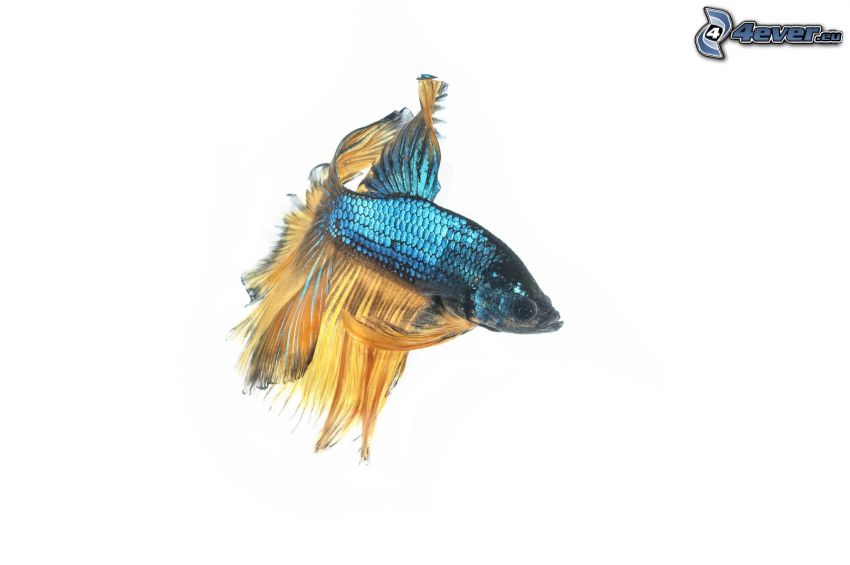 modrá ryba