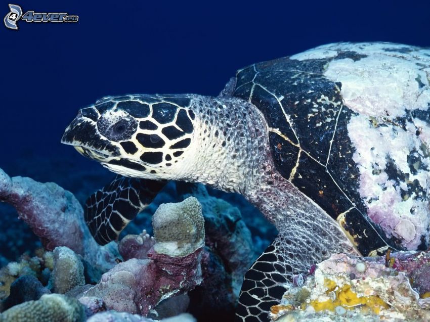 morská korytnačka