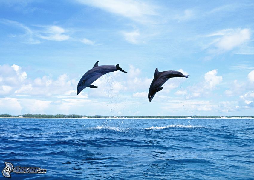 skákajúce delfíny