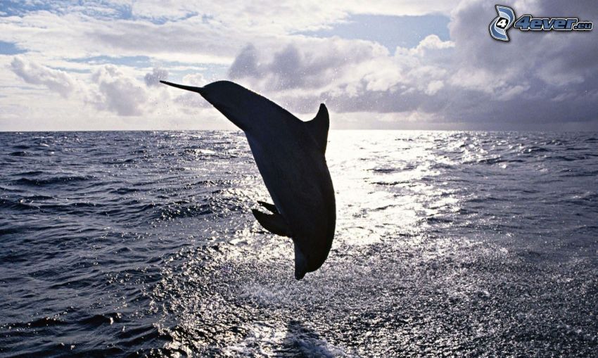 skákajúci delfín, more