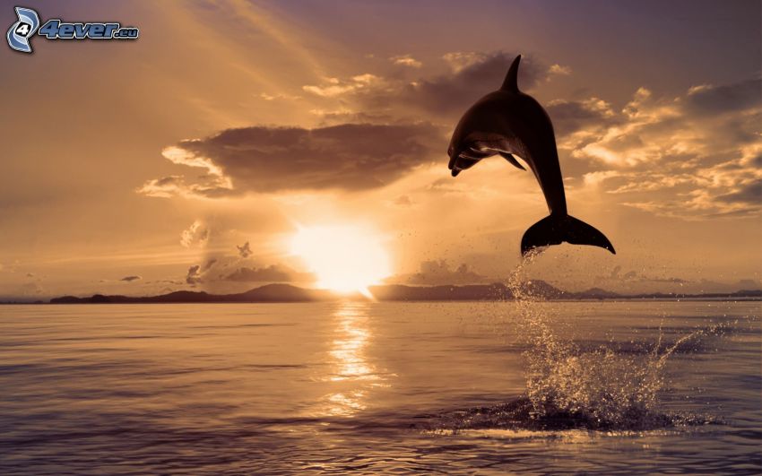 skákajúci delfín, západ slnka za morom