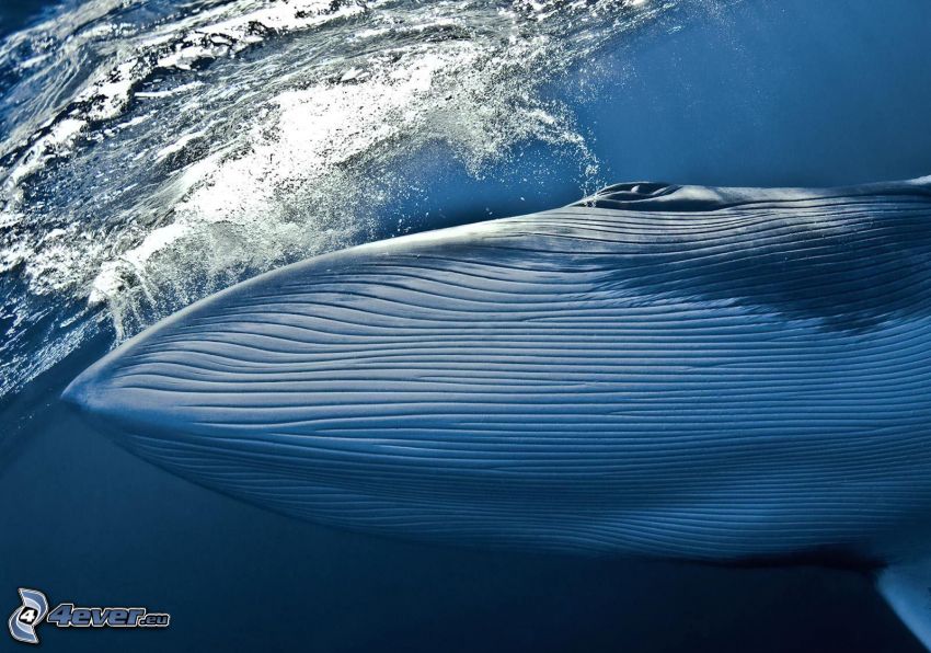 veľryba, voda