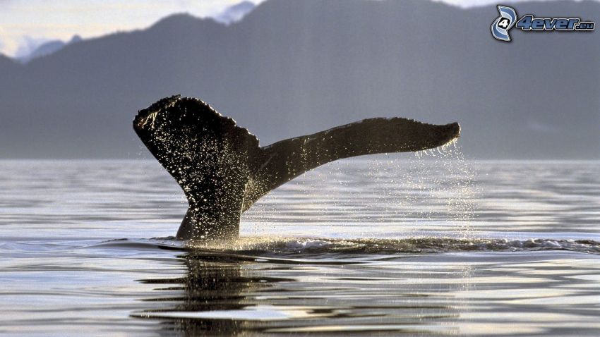 veľrybí chvost