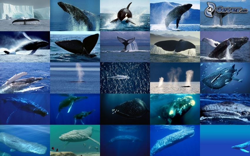 veľryby, oceán, koláž
