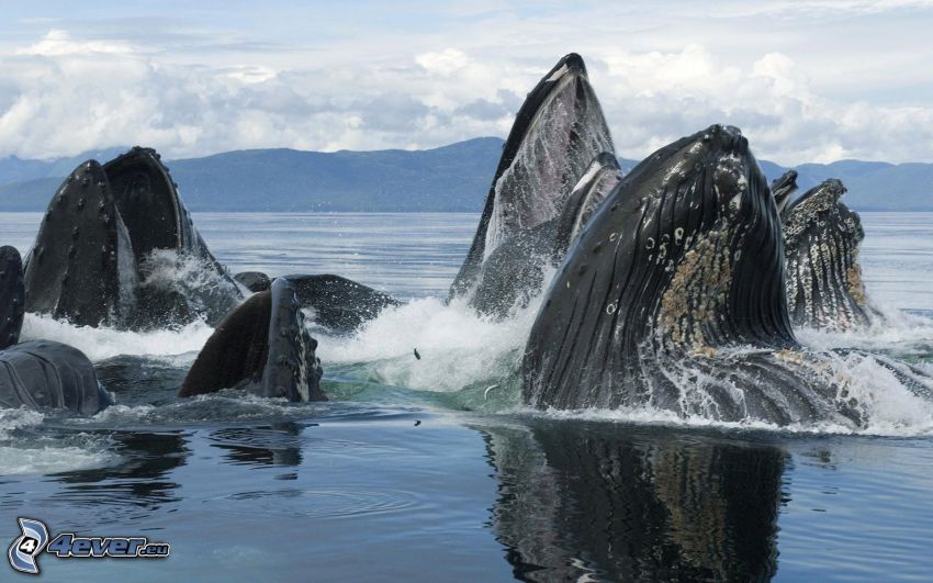 veľryby