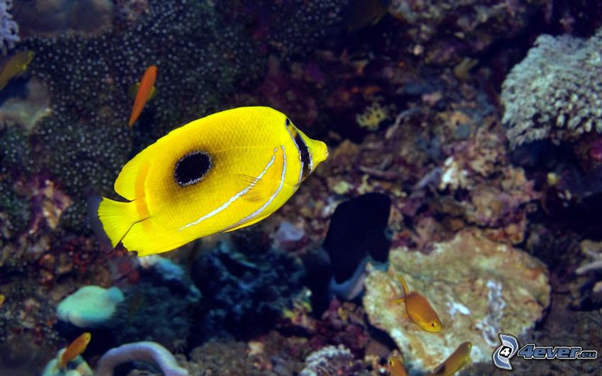 žltá rybka, koraly