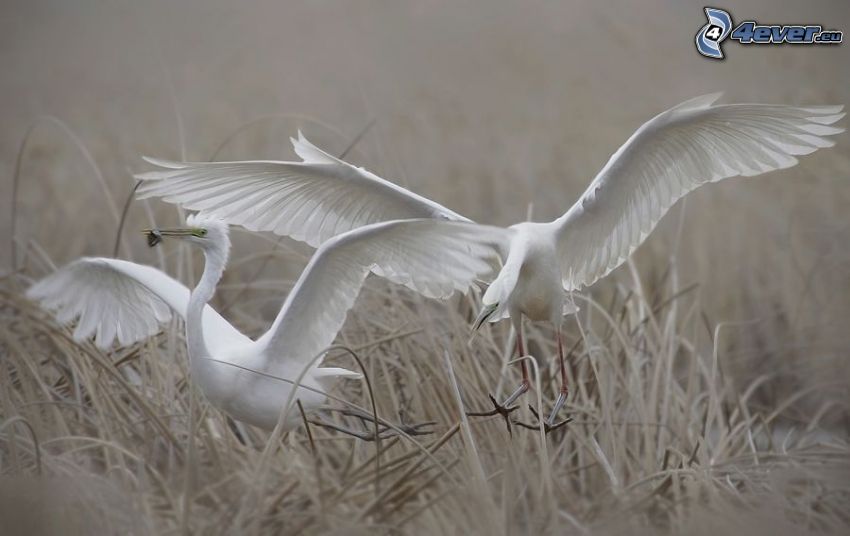 biele vtáky, krídla, suchá tráva