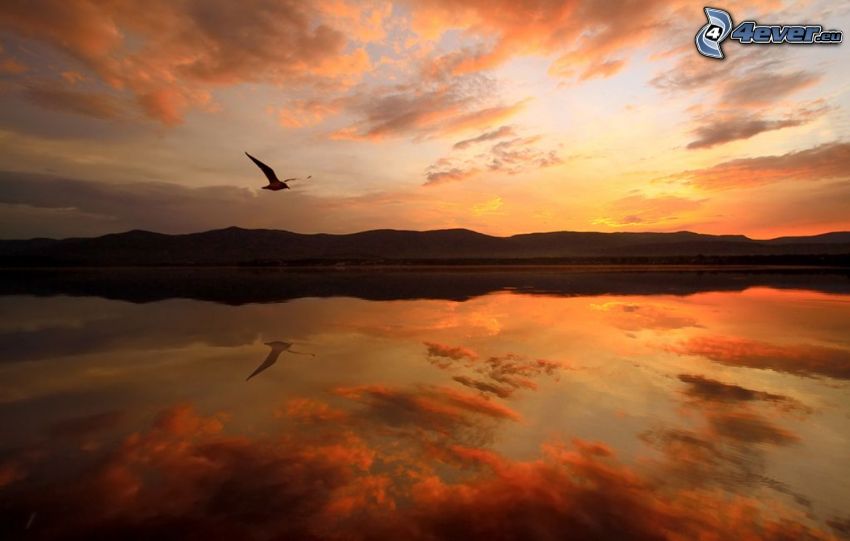 čajka, let, jazero, po západe slnka, oranžová obloha