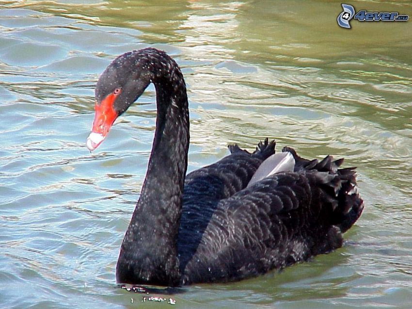 čierna labuť, voda