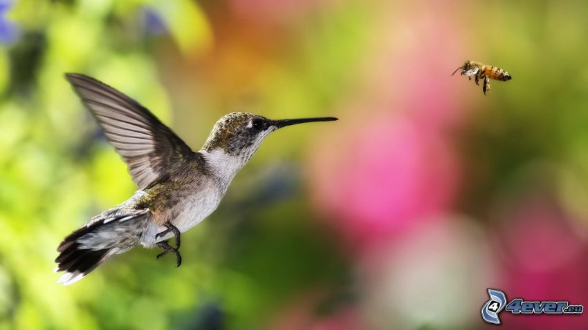 kolibrík, včela