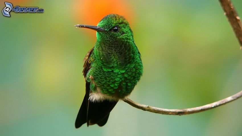 kolibrík