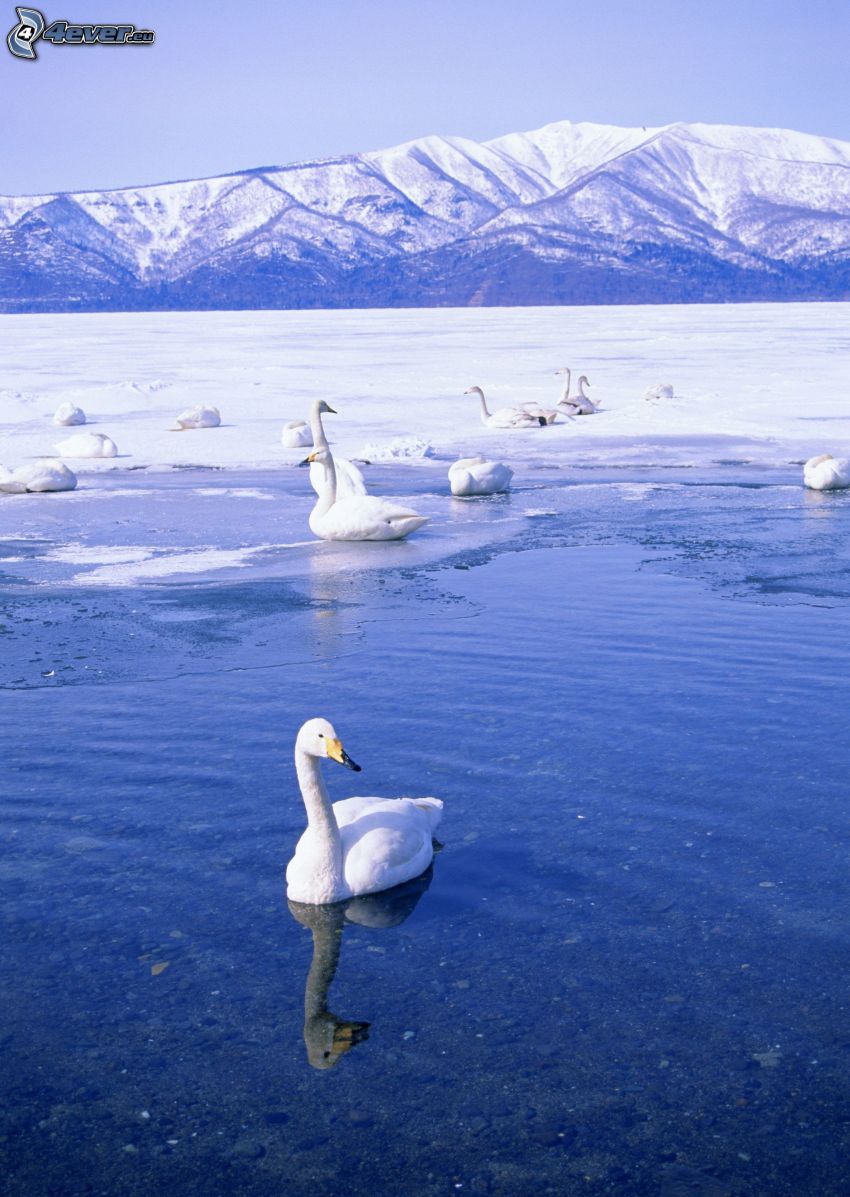 labute, zamrznuté jazero, zasnežené kopce