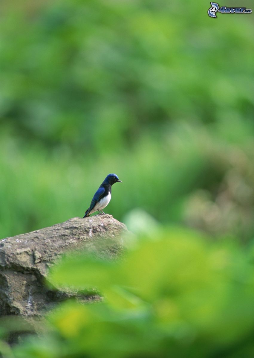 modrý vtáčik, skala