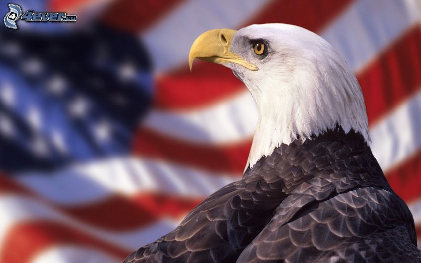 Orliak bielohlavý, americká vlajka